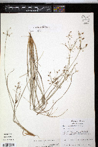 Fimbristylis annua image