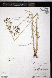 Fimbristylis caroliniana image