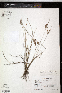 Fimbristylis tomentosa image