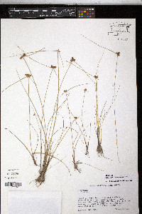 Cyperus salzmannianus image