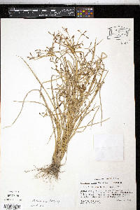 Rhynchospora nitens image