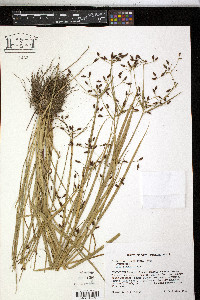 Psilocarya nitens image