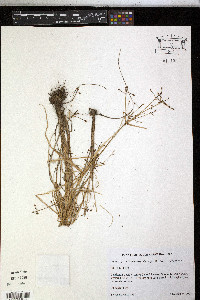 Rhynchospora nitens image