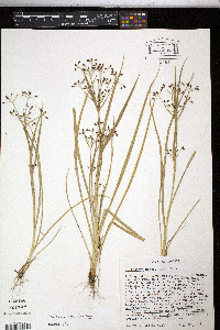 Rhynchospora nitens image