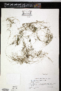 Eleocharis baldwinii image