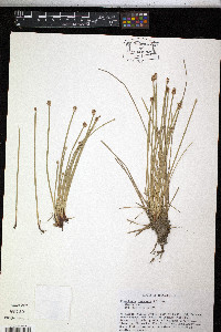 Eleocharis compressa image