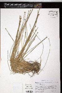 Eleocharis engelmannii image