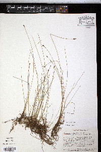 Eleocharis erythropoda image