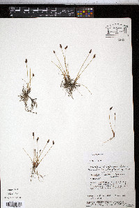 Eleocharis halophila image