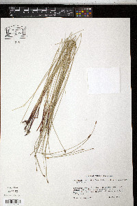 Eleocharis halophila image