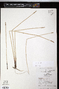 Eleocharis macrostachya image