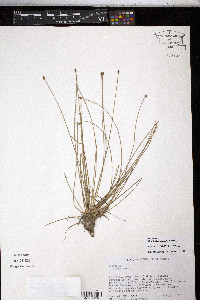 Eleocharis nigrescens image