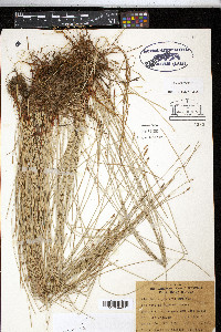 Eleocharis parishii image