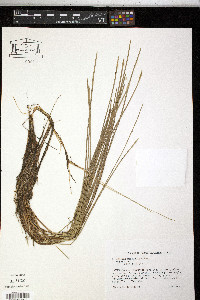 Eleocharis robbinsii image