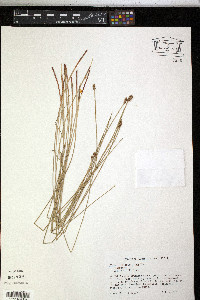 Eleocharis tricostata image