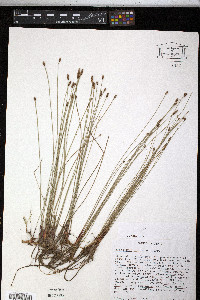 Eleocharis tricostata image