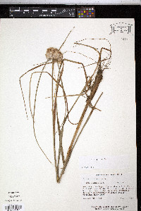 Eriophorum virginicum image