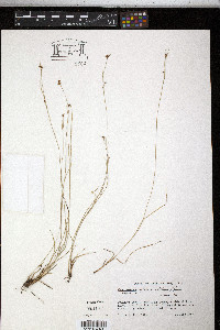 Rhynchospora globularis image