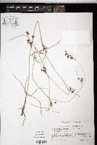 Rhynchospora globularis image