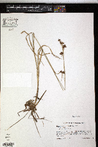 Rhynchospora glomerata image