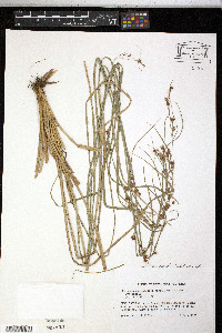 Rhynchospora glomerata image