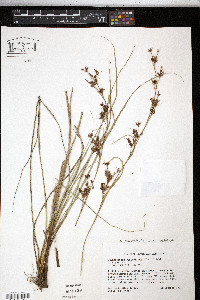 Rhynchospora glomerata image