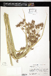 Rhynchospora longiflora image