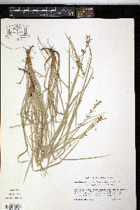 Rhynchospora mixta image