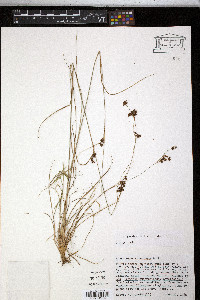 Rhynchospora perplexa image