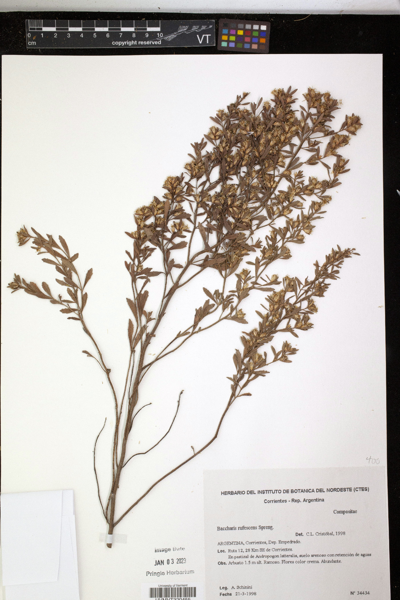 Baccharis rufescens image