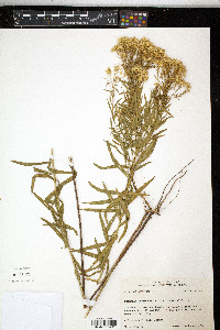 Euthamia leptocephala image