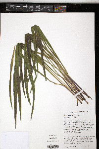 Liatris pycnostachya image