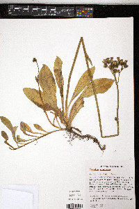 Hieracium aurantiacum image