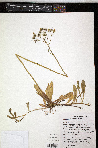 Hieracium caespitosum image