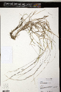 Muhlenbergia schreberi image