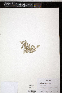 Eragrostis hypnoides image