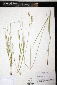 Carex merritt-fernaldii image