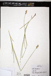 Carex merritt-fernaldii image