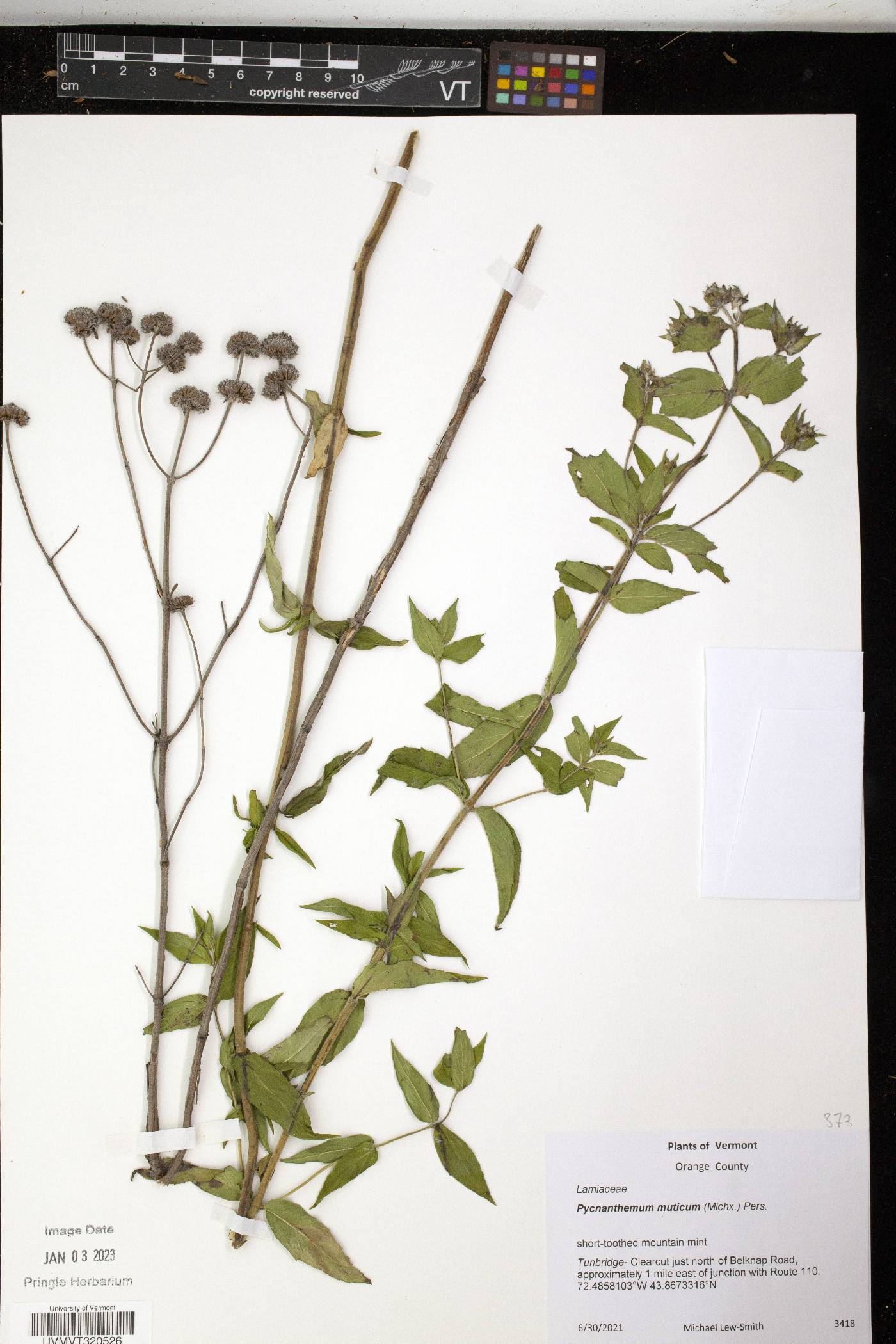 Pycnanthemum muticum image