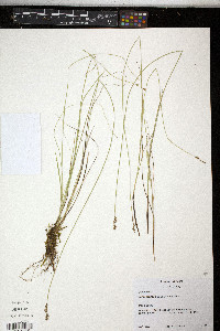 Carex prairea image