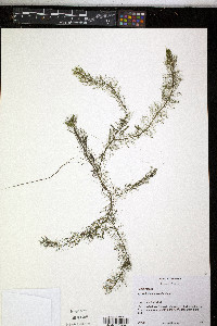 Myriophyllum farwellii image