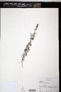 Myriophyllum farwellii image