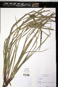 Carex folliculata image