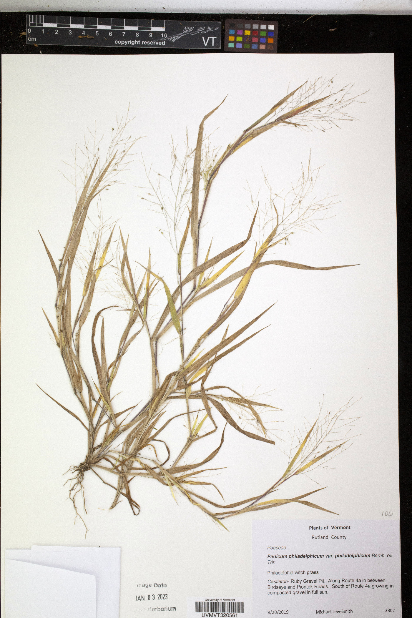 Panicum philadelphicum var. philadelphicum image