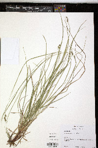 Carex swanii image