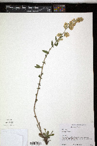 Solidago bicolor image