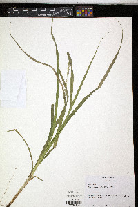 Carex sparganioides image