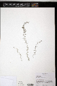 Utricularia geminiscapa image