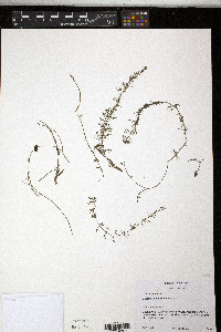 Utricularia intermedia image