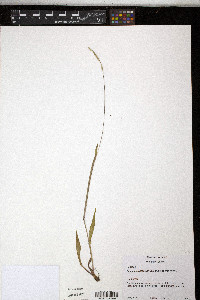 Paspalum setaceum var. muhlenbergii image